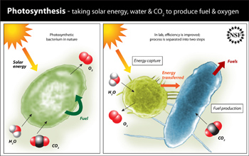 Illustration showing a cell capturing solar energy and another cell producing fuel.