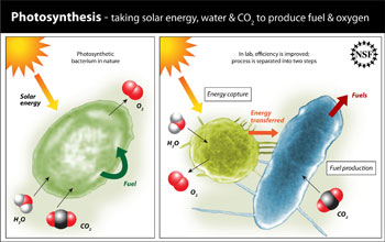 A cell capturing solar energy and another cell producing fuel