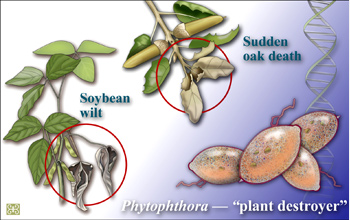 Scientists sequenced two <em>Phytophthora</em> genomes, a group of costly plant pahogens