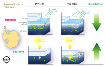 Changes in sea ice, melt-off, salt water, and phytoplankton in Antarctic Peninsula, '78-'86, '98-06.