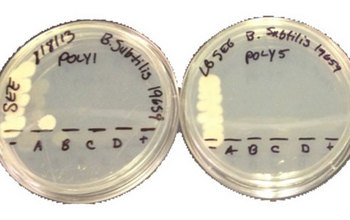 Antimicrobial responsive polymer surfaces