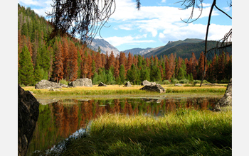 Photo of pine trees around a lake showing the loss of pine trees by pine bark beetles.