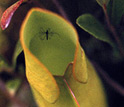 Photo of an adult female mosquito descending into a purple pitcher plant leaf.