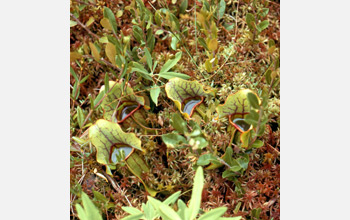 Photo of the purple pitcher plant, Sarracenia purpurea.