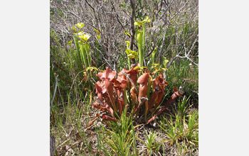 Photo of S. purpurea and S. flava in northern Florida.