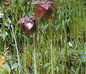 Photo of crimson flowers which is indicative of northern populations of purple pitcher plants.