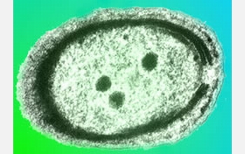 Viruses appear to play a role in the genetic diversity of the plankton Prochlorococcus.