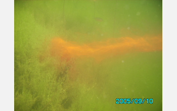A gravity-current-induced flow of water from nearshore to offshore, marked by a harmless dye.