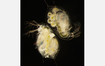 Daphnia collected from a Michigan lake.