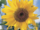 Photo of a sunflower.