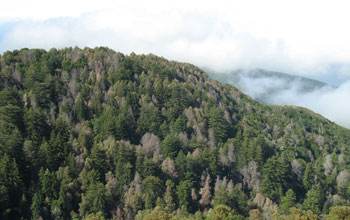 Photo of forest-covered hills in California showing leafless trees felled by sudden oak death.