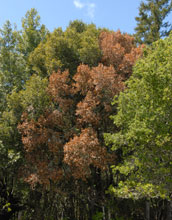 Photo of a tree affected by the sudden oak death.