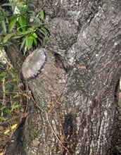 Photo of sap on a tree trunk from the sudden oak death.