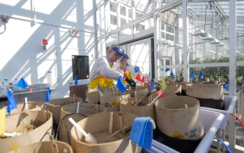 researchers working in a greenhouse