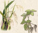 Illustrations of rice, soy and Brassica.