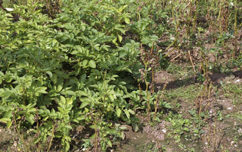 Potato plants