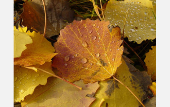 Photo of leaves with drops of water.