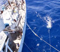Photo of a plankton net towed through the North Atlantic to collect plastic debris.