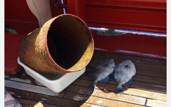 Photo of two triggerfish caught far from their natural range with the plastic bucket.