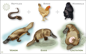 Illustration comparing a platypus with a reptile, a bird and a mammal