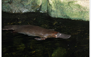 Photo of platypus swimming.