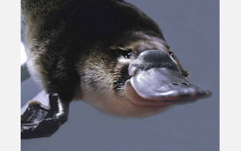 Photo of baby platypus born at Healesville Sanctuary, Victoria, Australia.