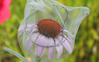 a pollinator exclusion bag covering a coneflower