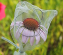 a pollinator exclusion bag covering a coneflower