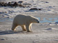 Photo of a female polar bear walkin along the shore of Canadas Hudson Bay, waiting for ice to form.