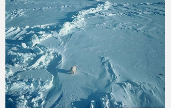 Photo of a lone polar bear on Arctic ice.