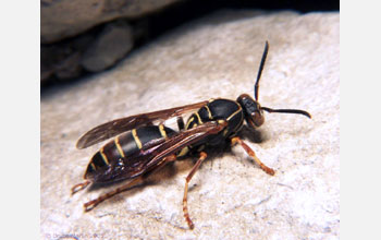 Paper Wasp (<em>Polistes fuscatus</em>)