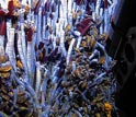 Photo of tubeworms around a hydrothermal vent.