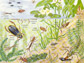 Illustration showing aquatic insects in a pond.