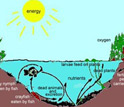 Illustration showing the wide variety of plant and animal species in a pond's ecosystem.