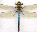 Photo of  a dragonfly.