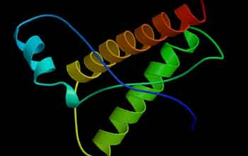 Structure of a portion of the bovine prion protein