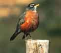 the American robin