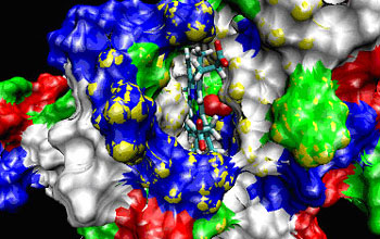 snapshot from an animated simulation of the molecular dynamics of an A. pernix protoglobin model