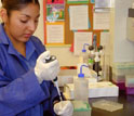 Marlyn Jacobo uses a pipette