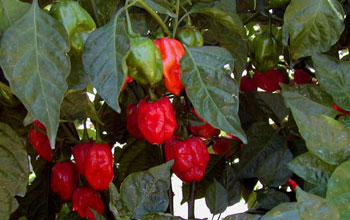 the red savina habanero pepper