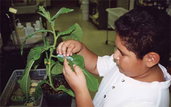 a student picks a Manduca sexta caterpillar