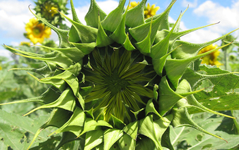 A sunflower just before maturation. Soon the yellow ray petals will unfold.