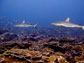 Image of sharks and smaller fish in a coral reef.
