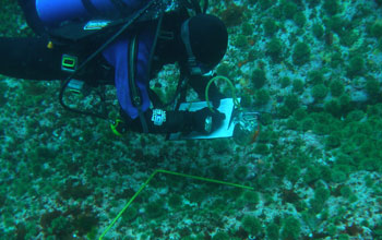 a diver taking notes while examining a study area on the ocean floor.