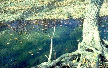 Brier Creek, Oklahoma, with largemouth and spotted bass.