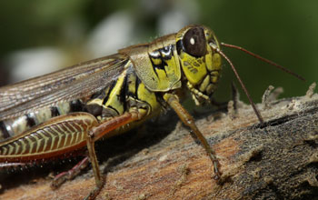 Photo of a grasshopper on a woody branch.