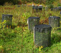 Photo of field experiments at the Yale Myers forest research site.