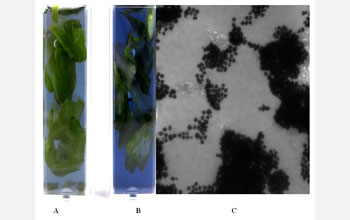 popcorn-shaped nanoparticles, black dots, that detects a type of Salmonella bacteria.