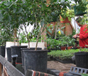 Photo of a Cedar Creek inmate and researcher in the Moss-in-Prisons project tending the garden.