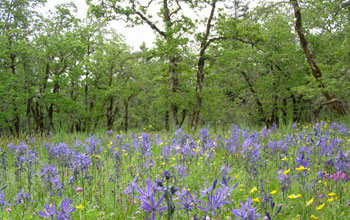 Oak trees and plants at the Cowichan Garry Oak Preserve study site.